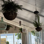 Plantas colgantes decorativas en cafetería